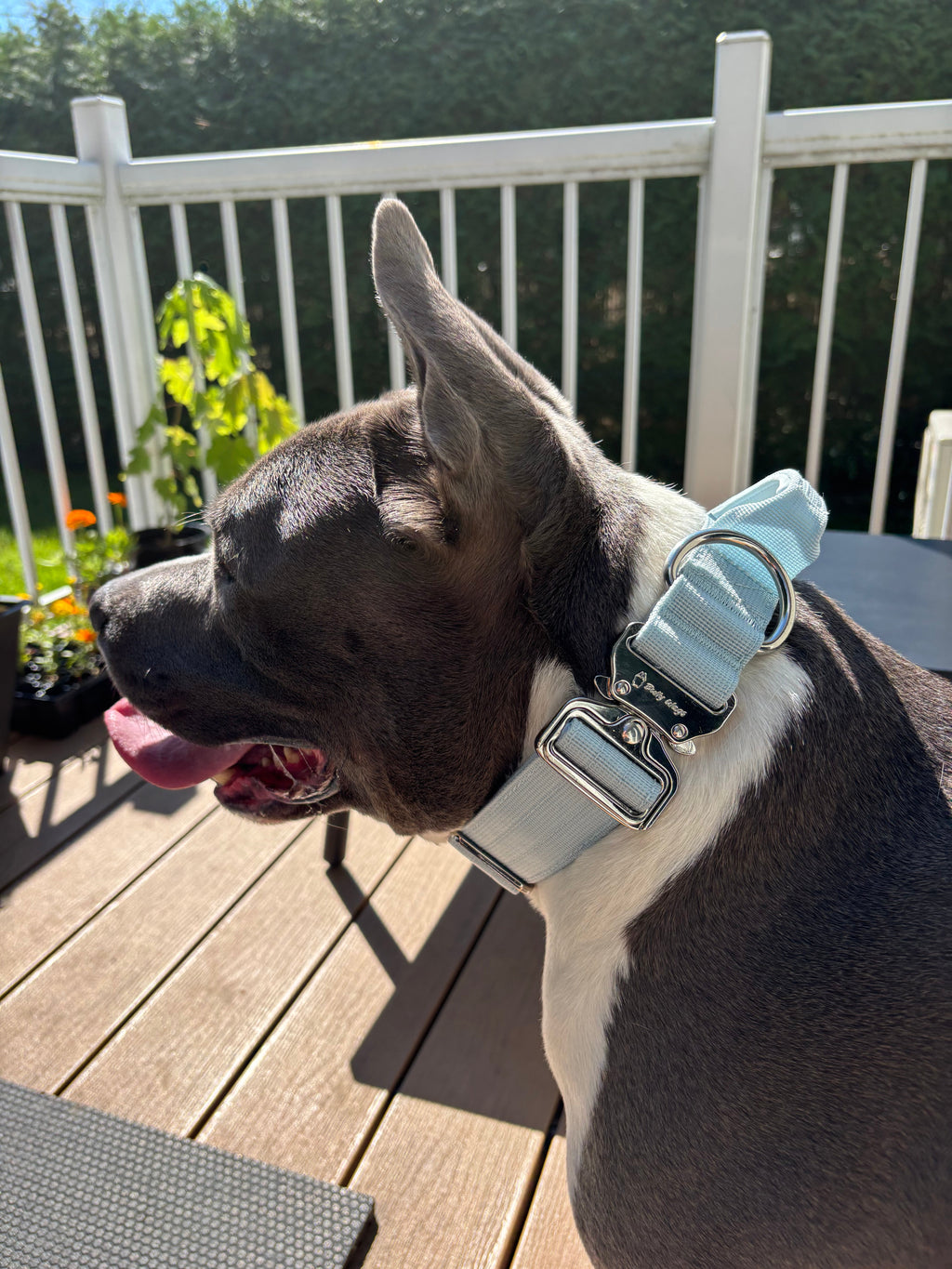1.5" Tactical Collar with Handle - Baby Blue