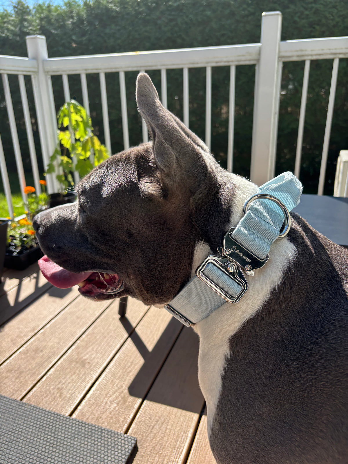 1.5" Tactical Collar with Handle - Baby Blue