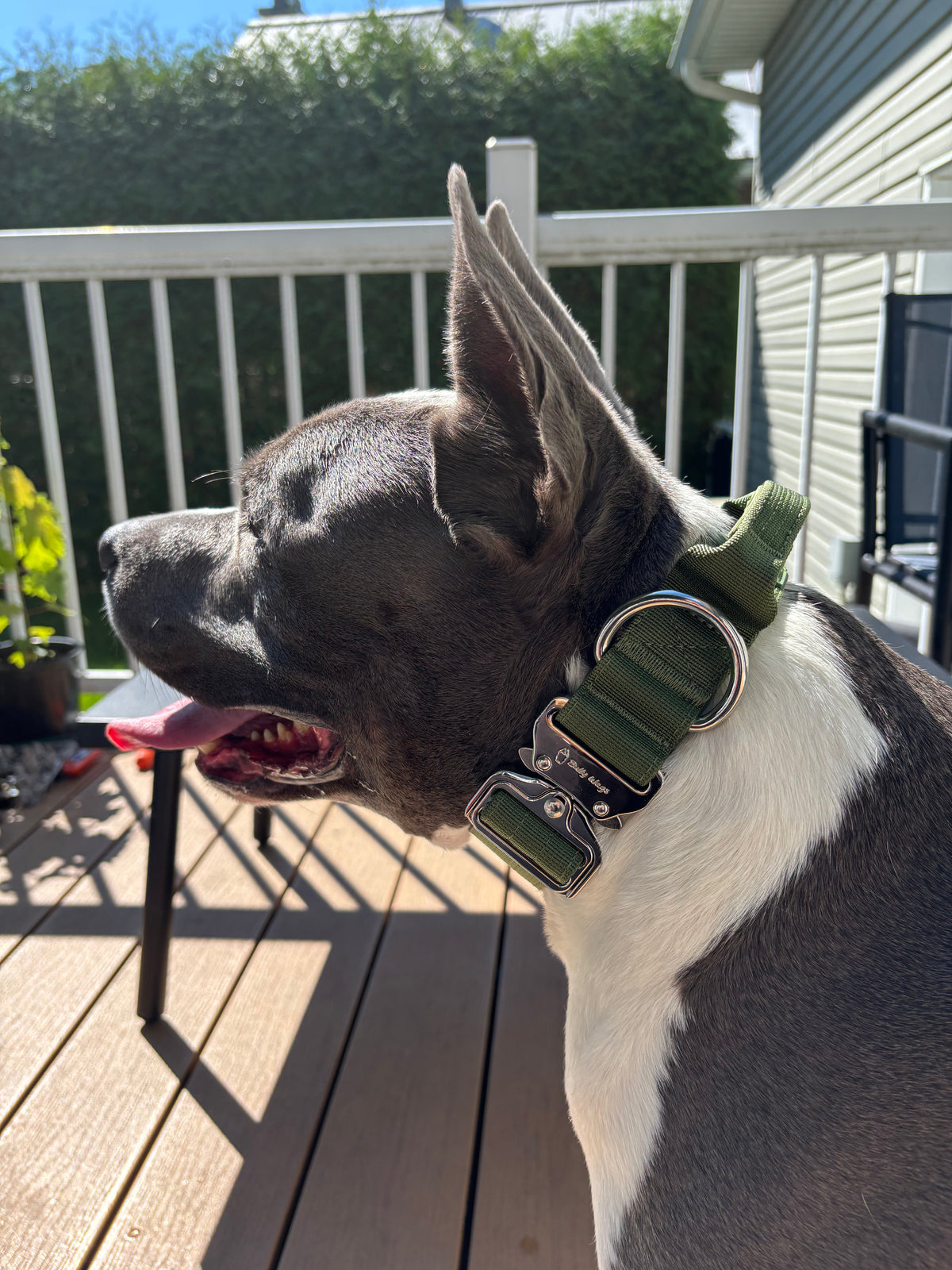 1.5" Tactical Collar with Handle - Cactus Green