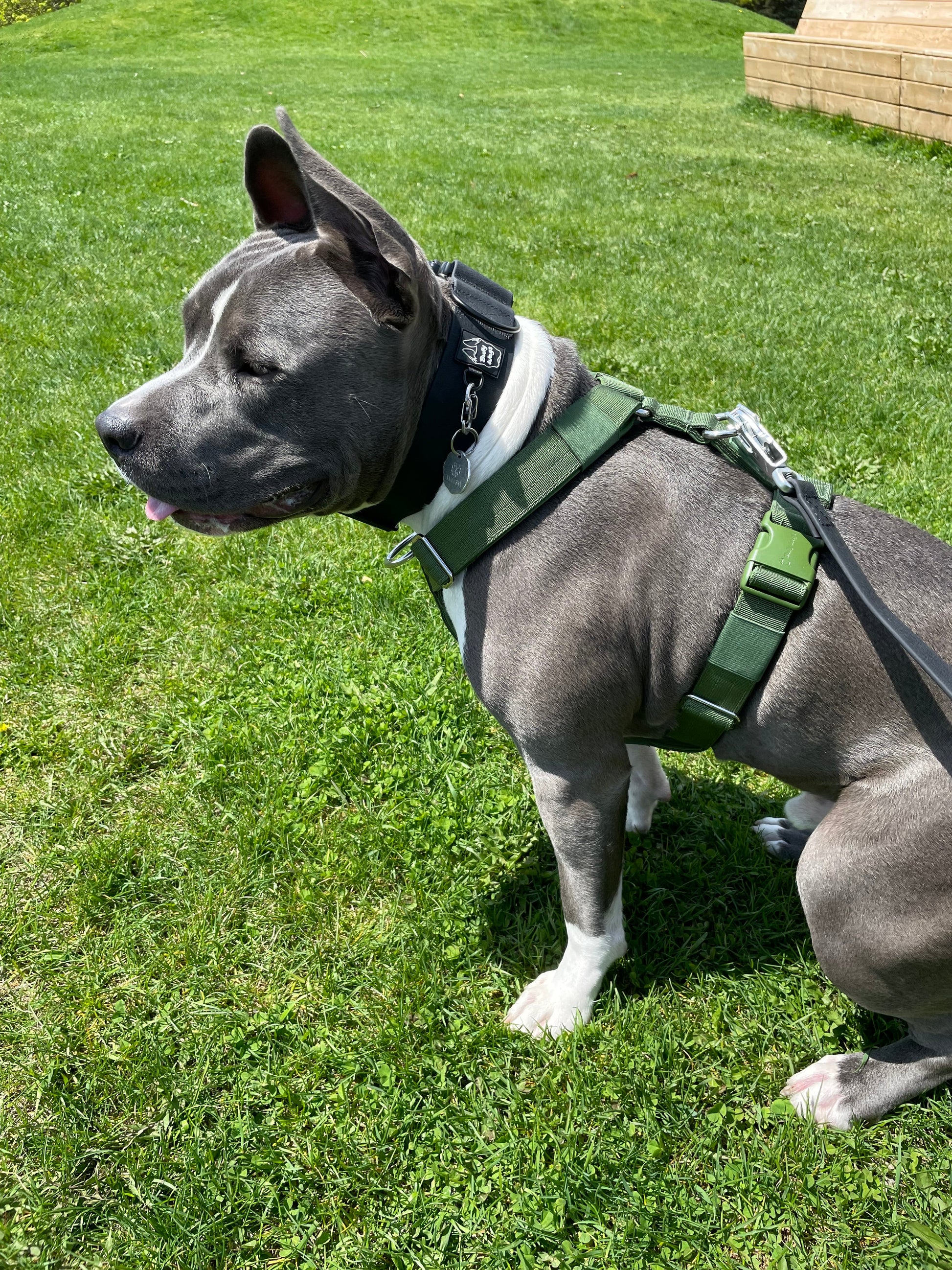 Harnais d'aventure à sangle en Y - Vert cactus