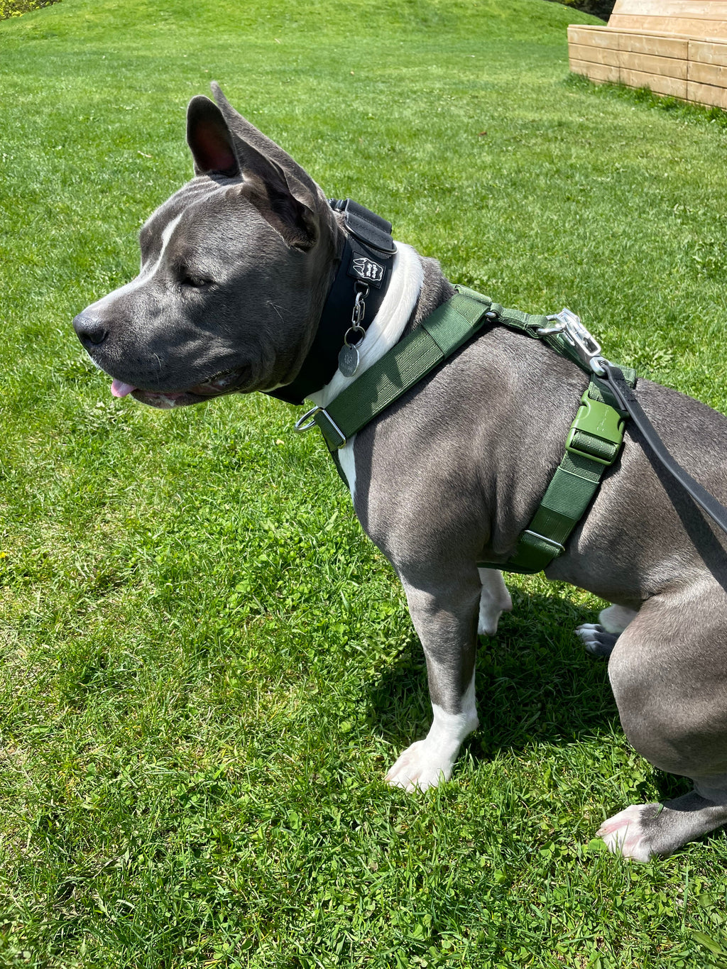 Harnais d'aventure à sangle en Y - Vert cactus