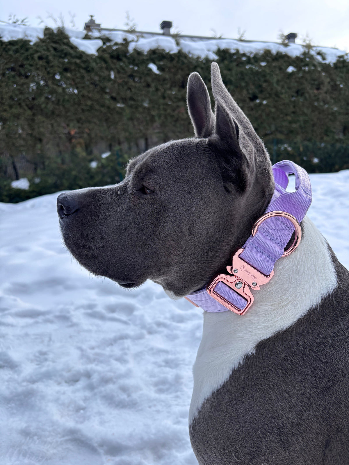 1.5" Tactical Collar with Handle - Lilac