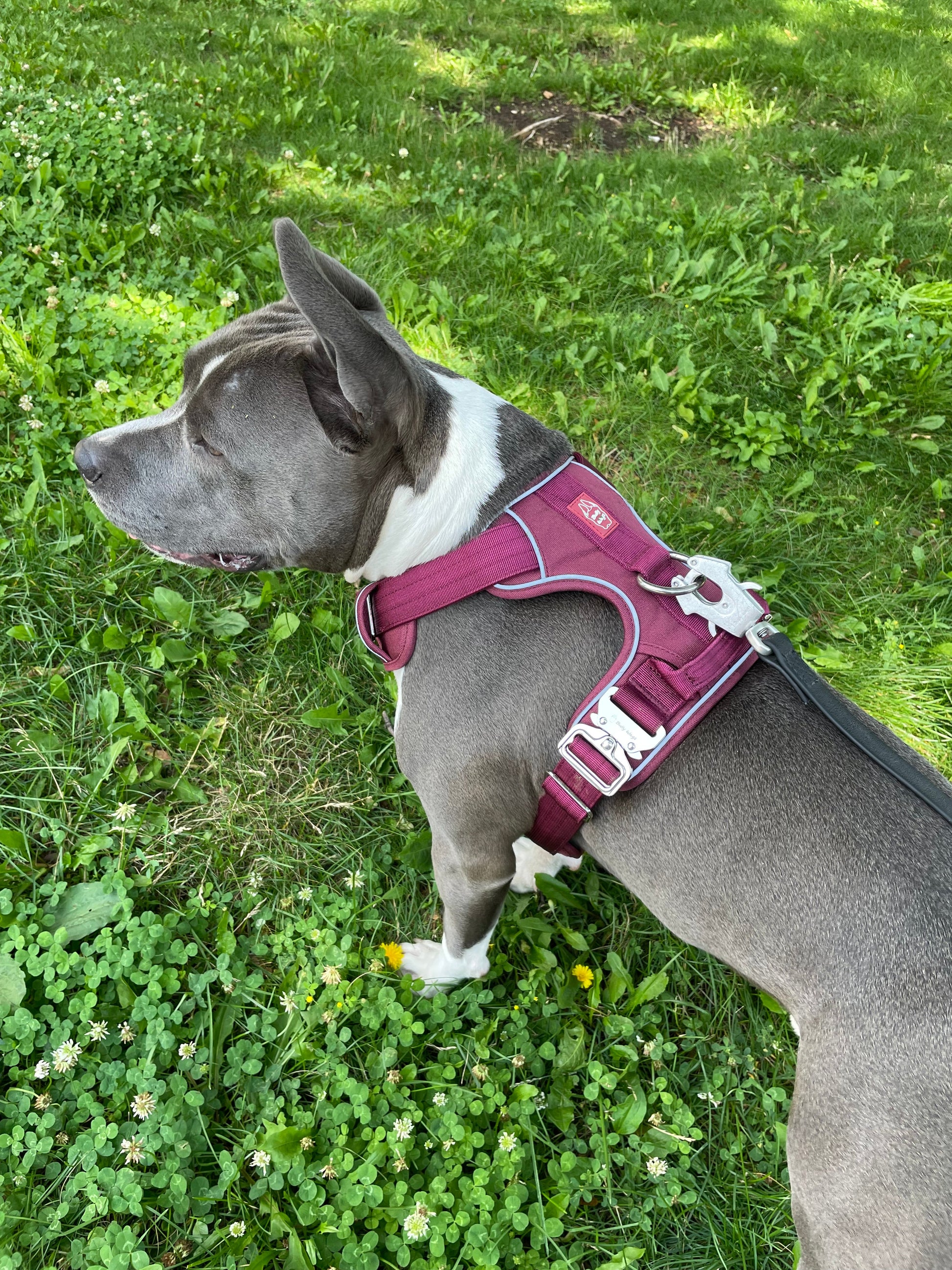 Heavy-Duty Everyday Harness - Cherry Wine