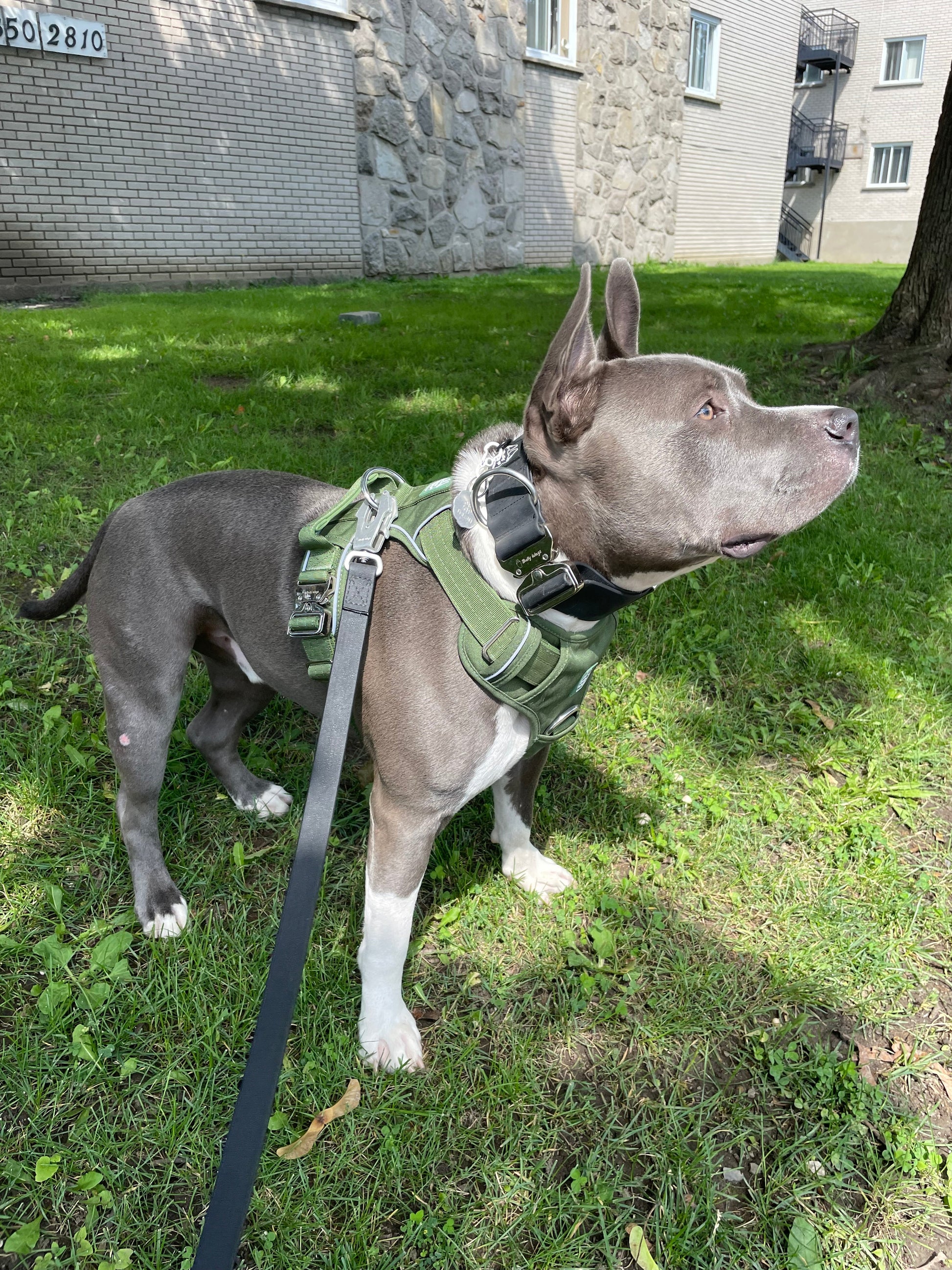 Harnais robuste pour tous les jours - Vert cactus