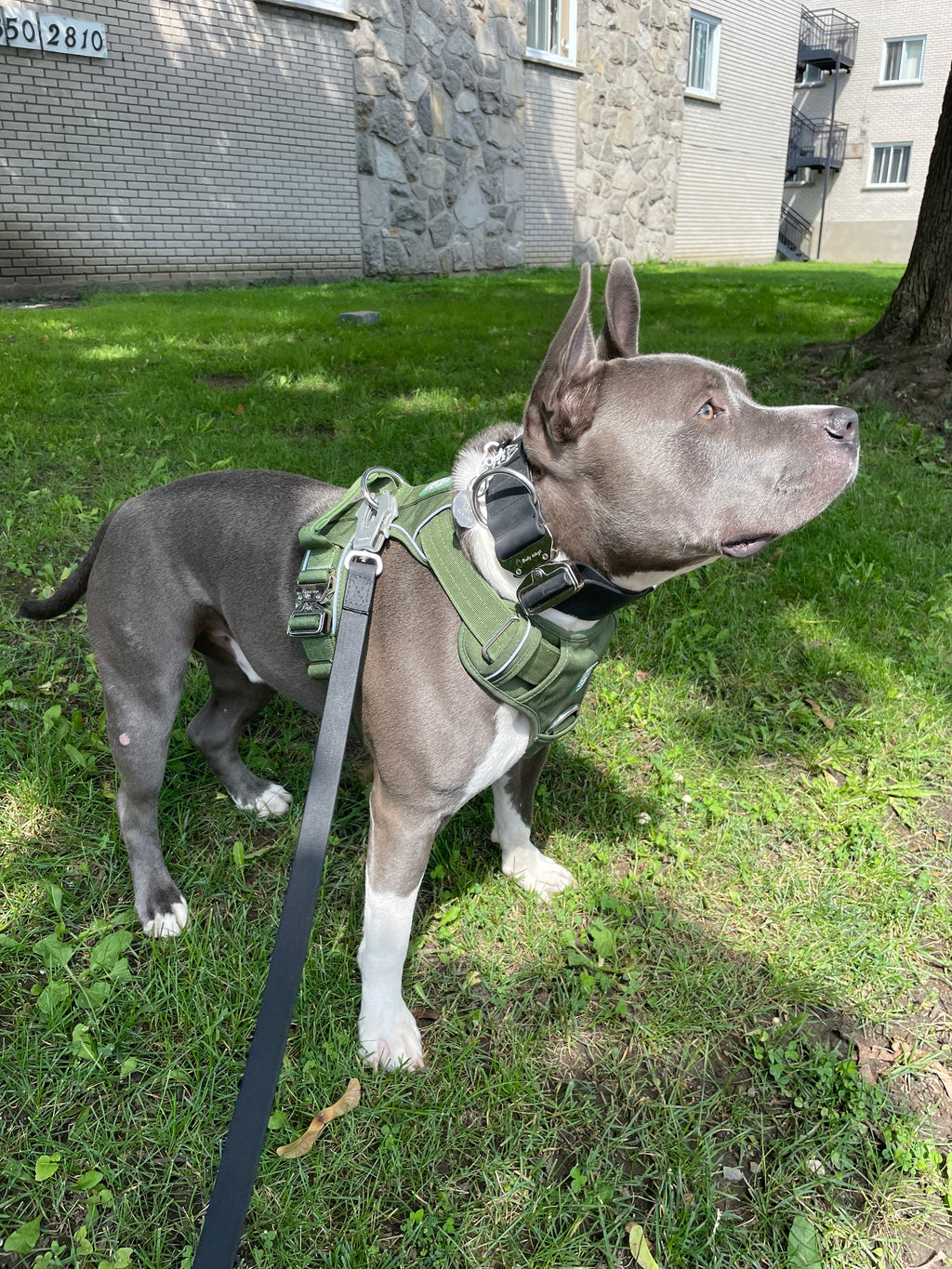 Harnais robuste pour tous les jours - Vert cactus