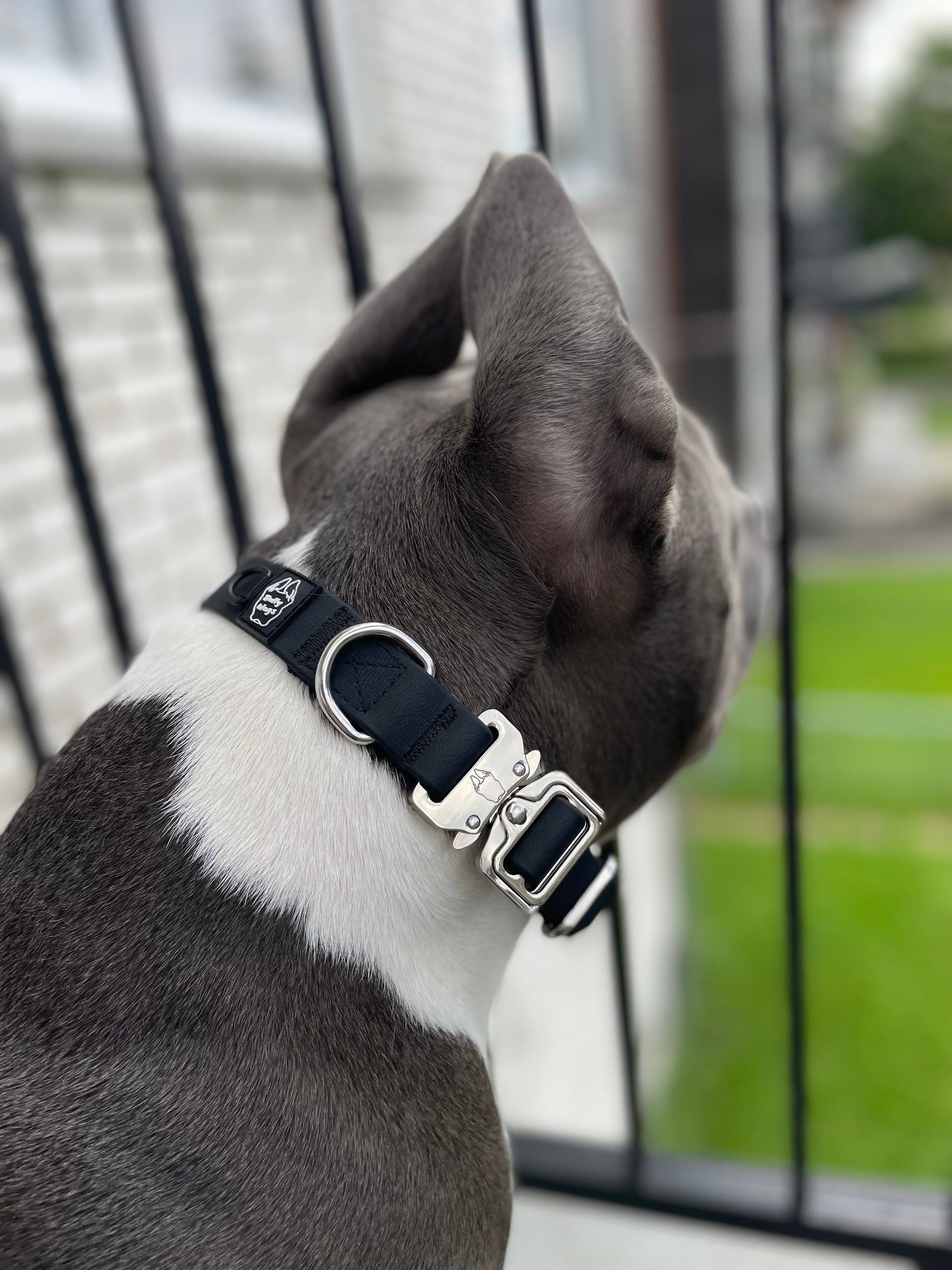 Collier pour chien en PVC imperméable de 1 pouce