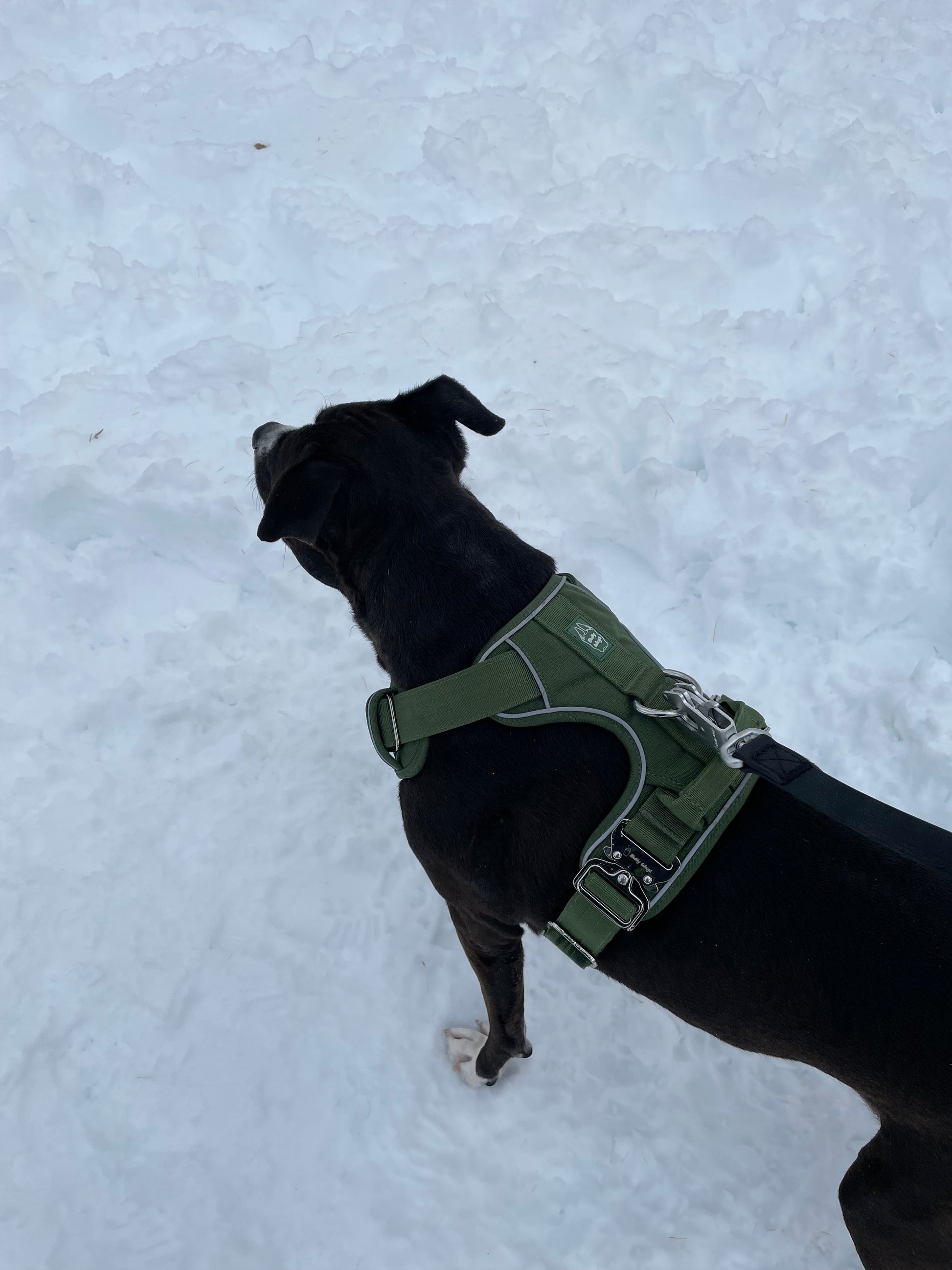 Harnais robuste pour tous les jours - Vert cactus