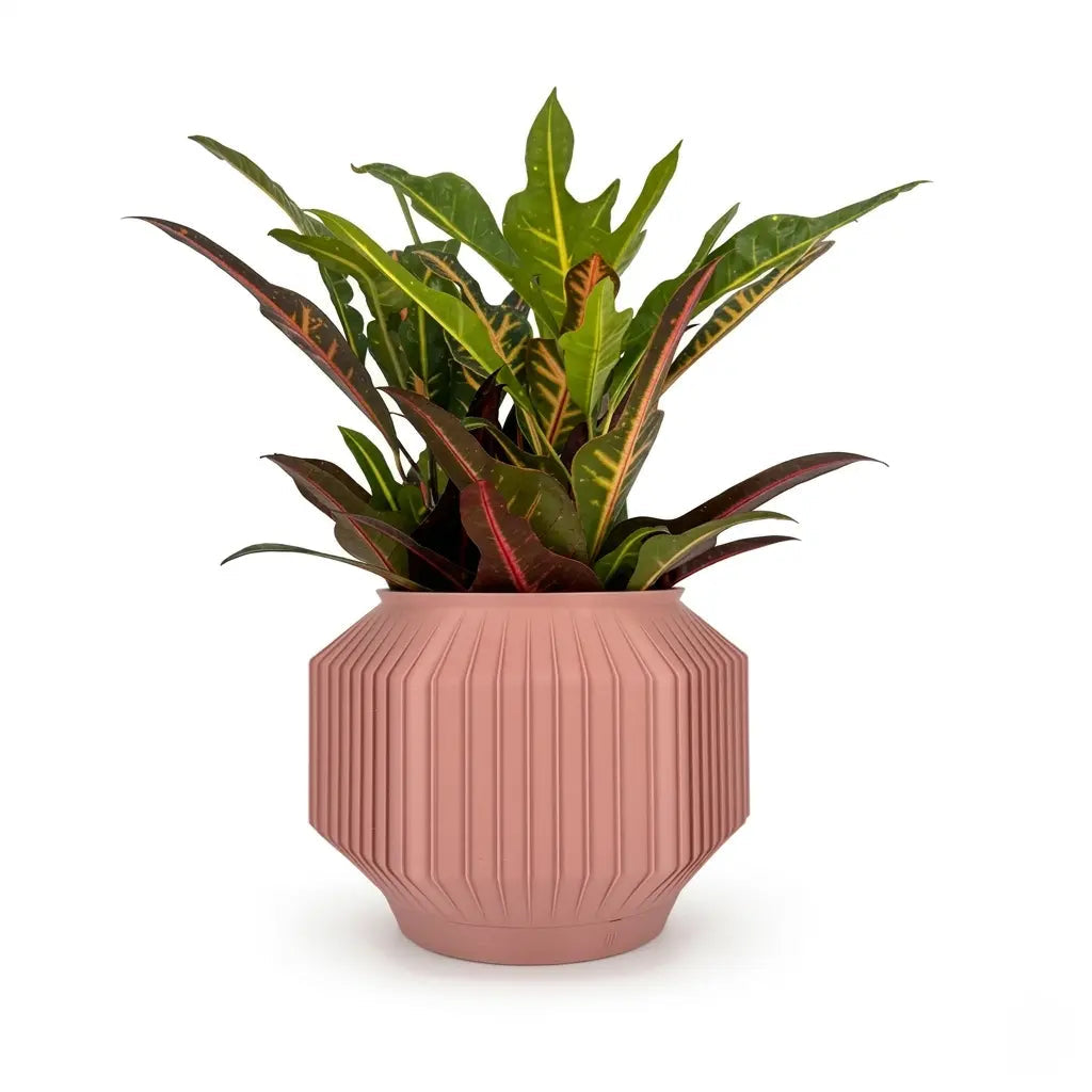 JEJU Planter