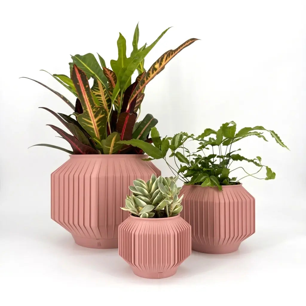 JEJU Planter