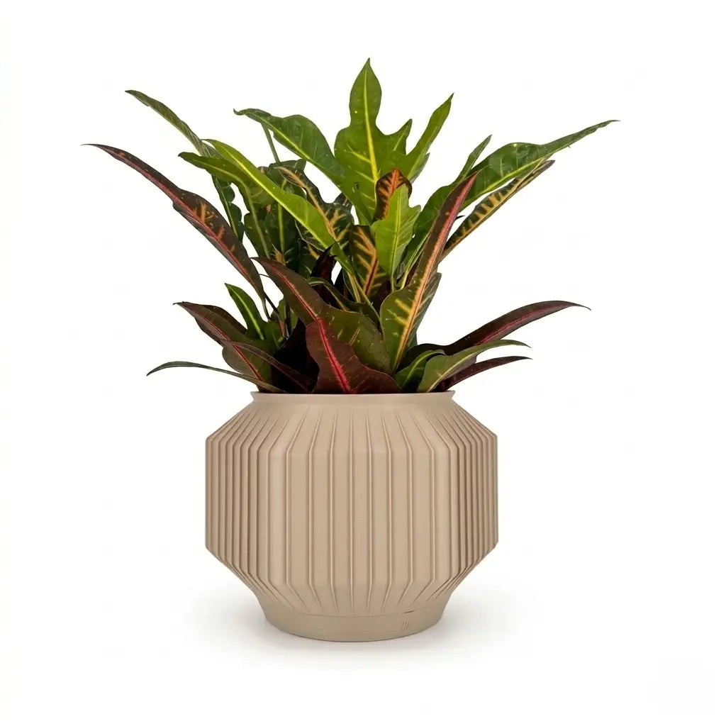 JEJU Planter