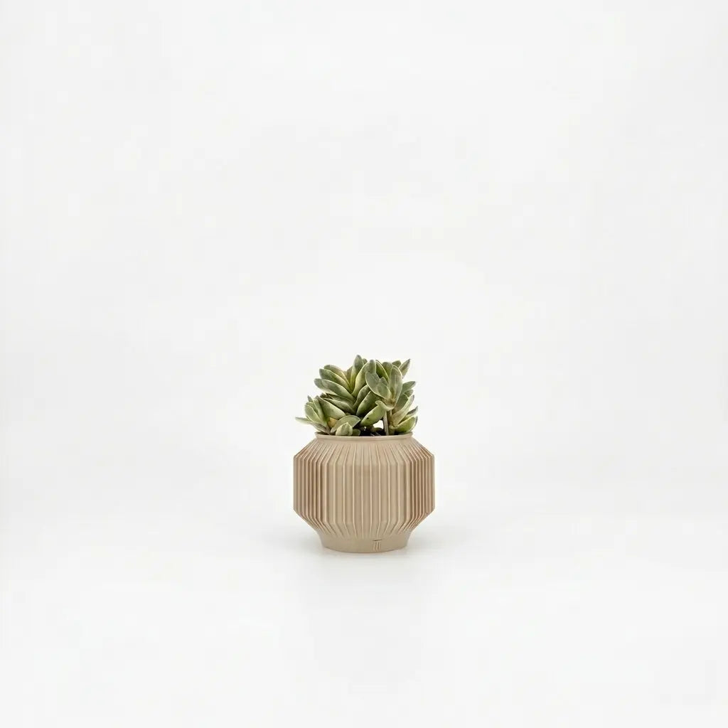 JEJU Planter