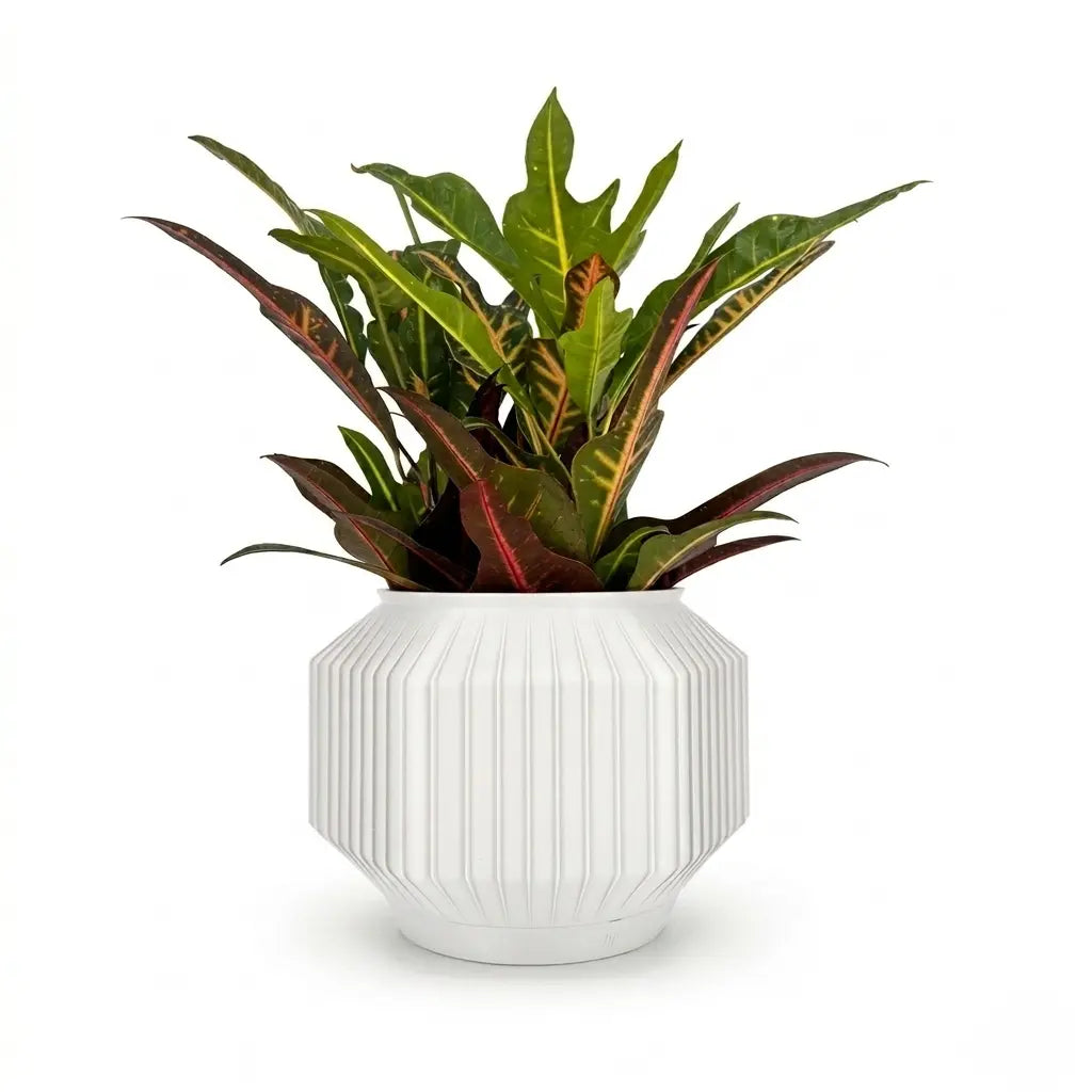 JEJU Planter
