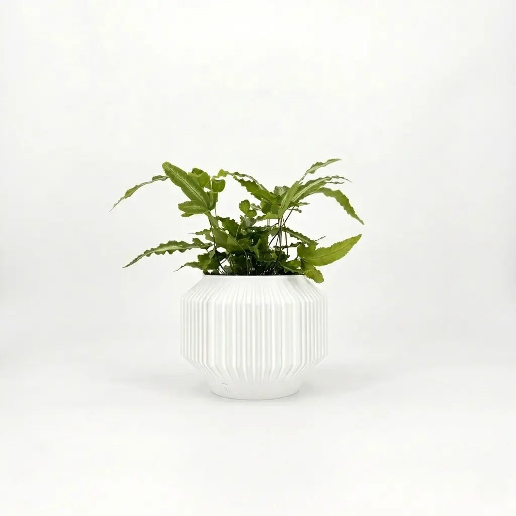 JEJU Planter