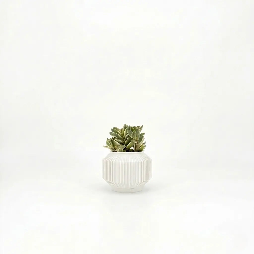 JEJU Planter