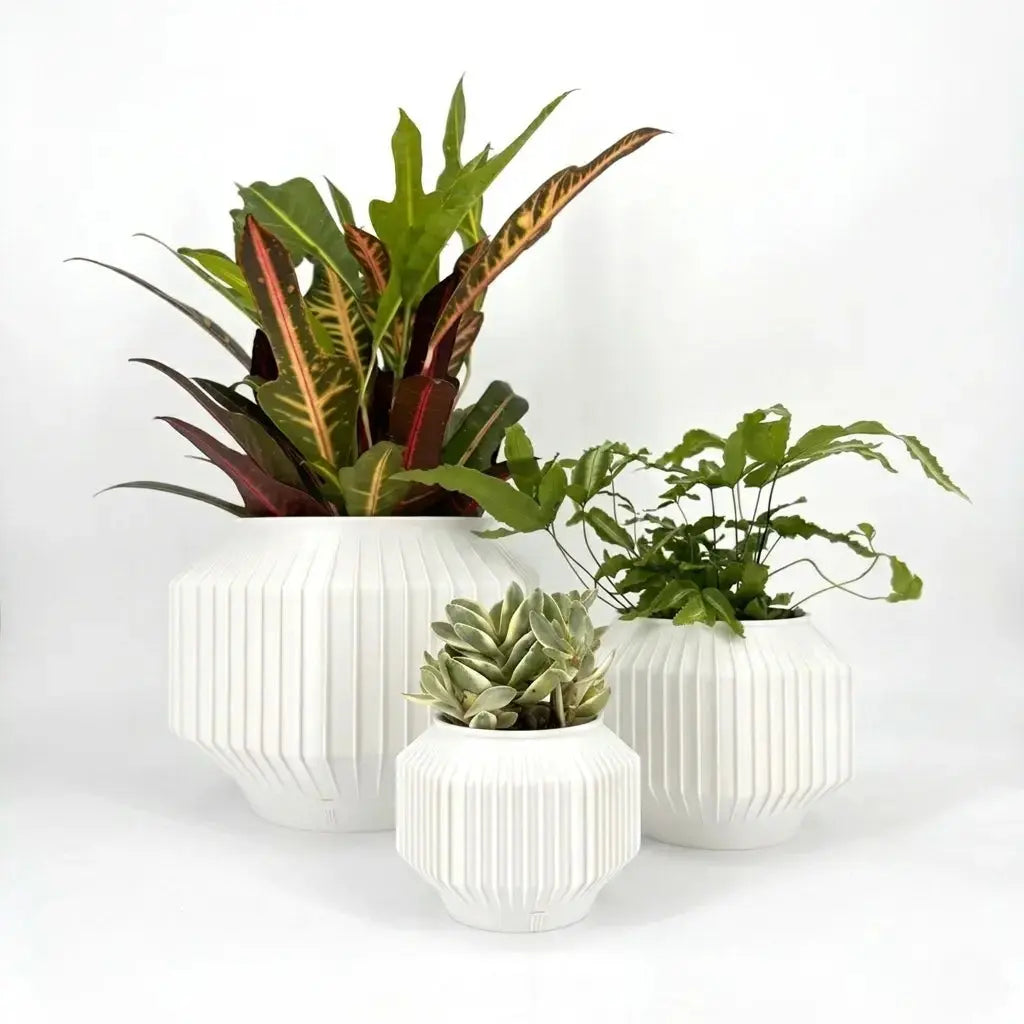 JEJU Planter