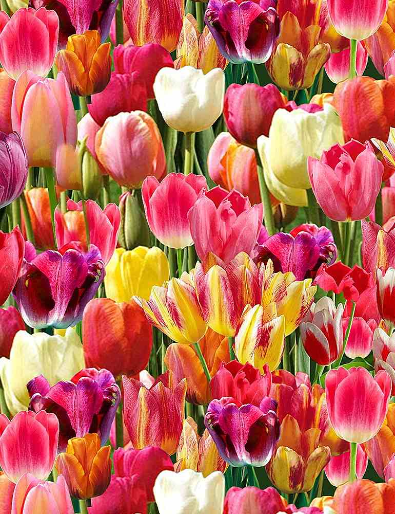 Trésor intemporel - Tulipes - Nature - C6711 - Lumineux
