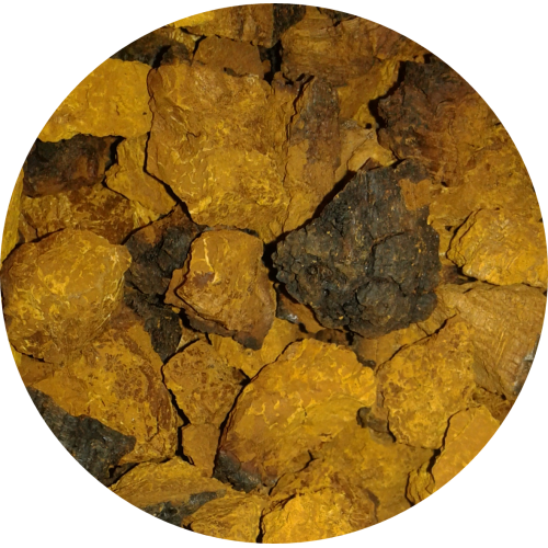Wild Canadian Chaga Mushroom Chunks — Traditional Cut