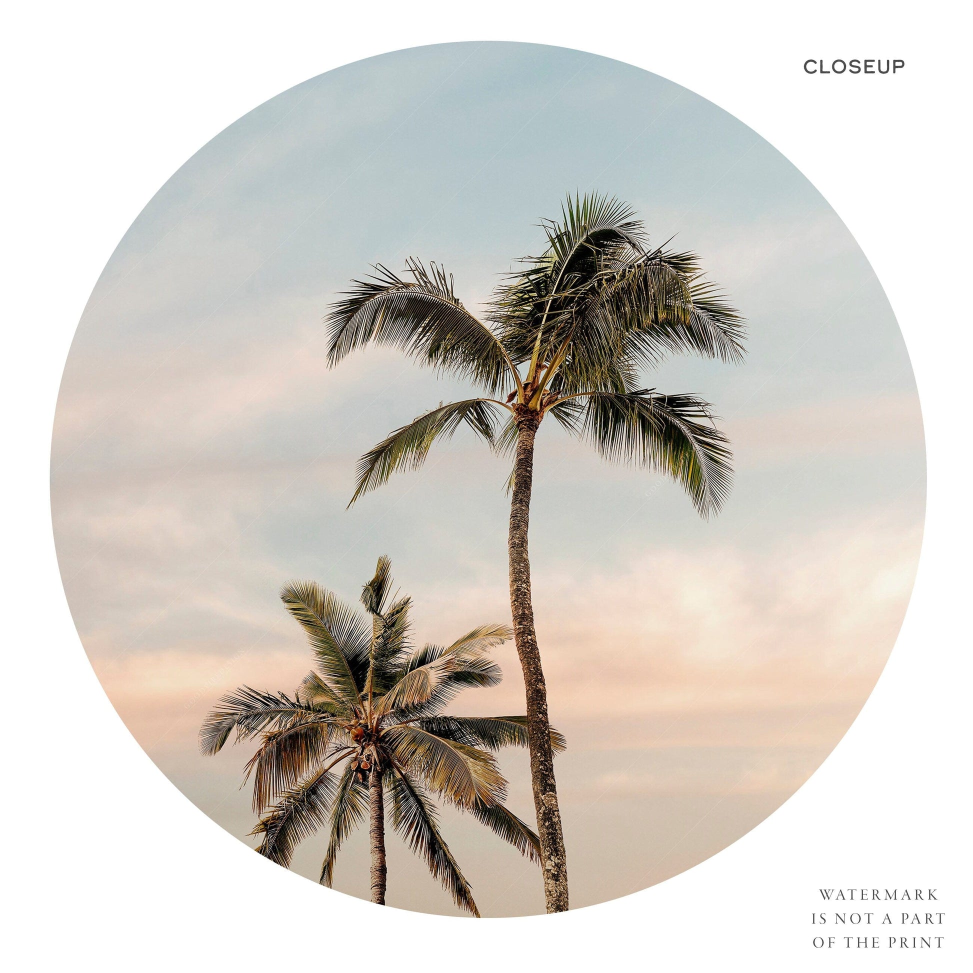 Palm Tree Photography Print – Tropical Coastal Wall Art Decor