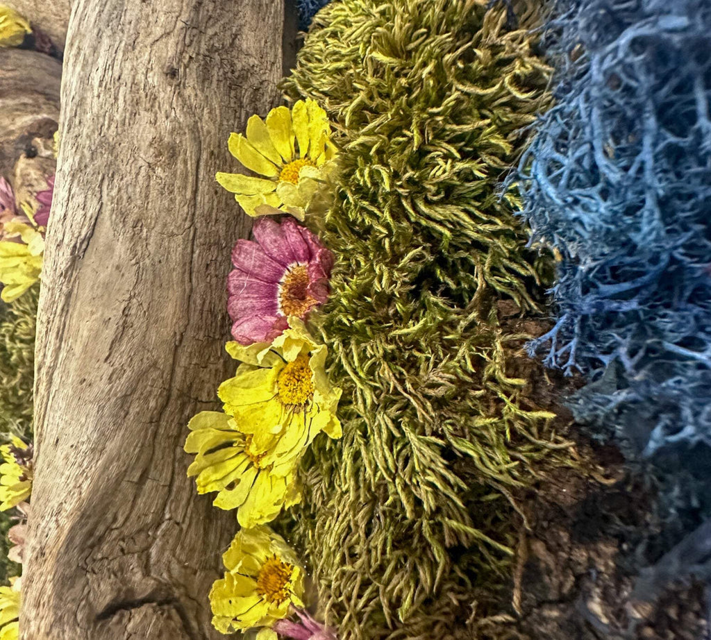 Moss Art : Décoration murale ronde en bois de 40 cm avec bois flotté et marguerites séchées