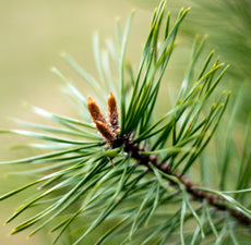 Pine Essential Oil