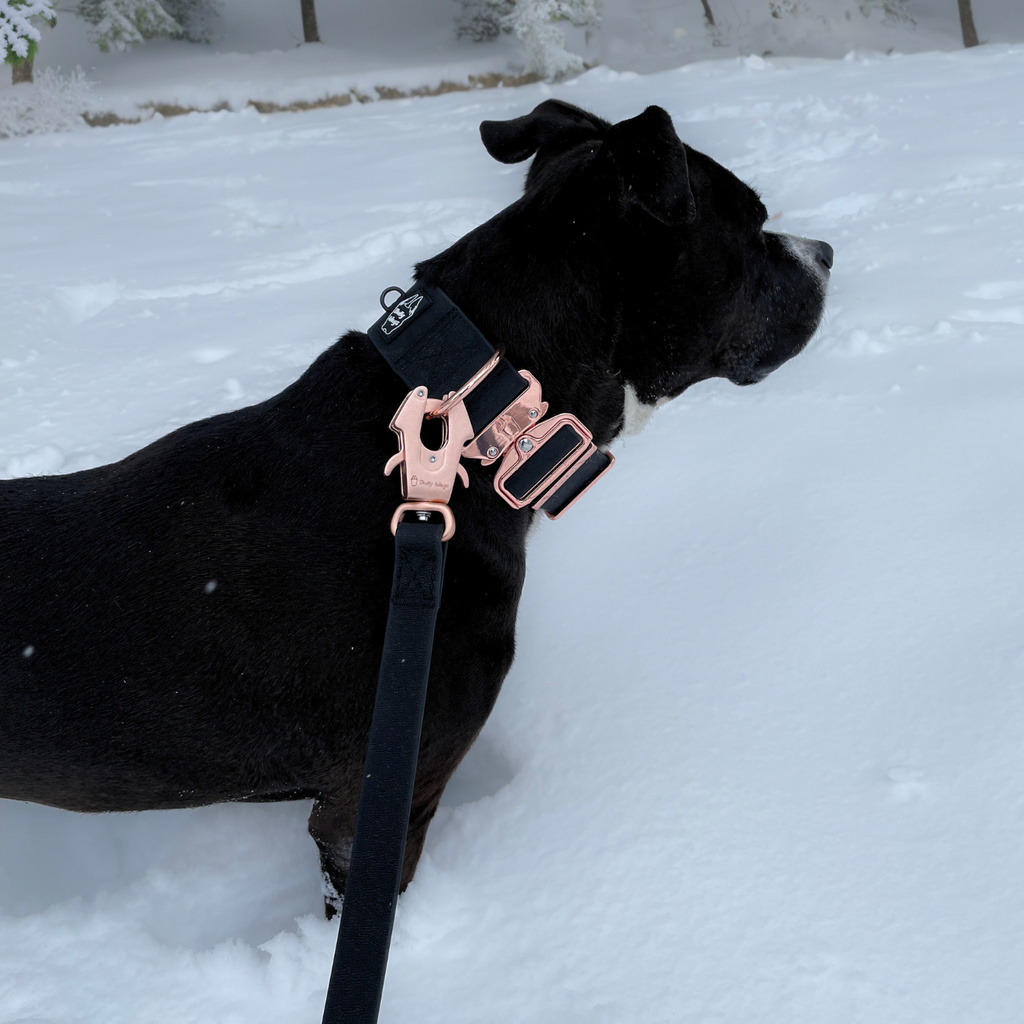 Collier pour chien en PVC imperméable de 2 pouces 2.0