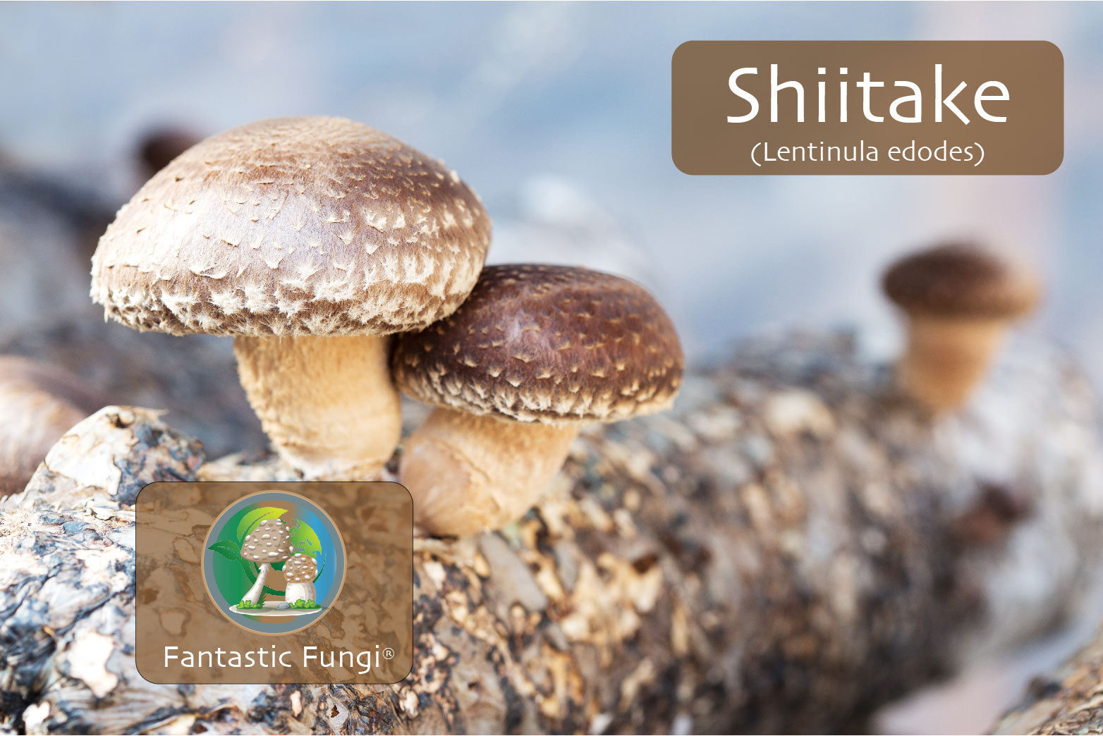 Ecogenya Gourmet Shiitake Mushroom Powder – Organic Fruiting Body Extract for Umami Cooking