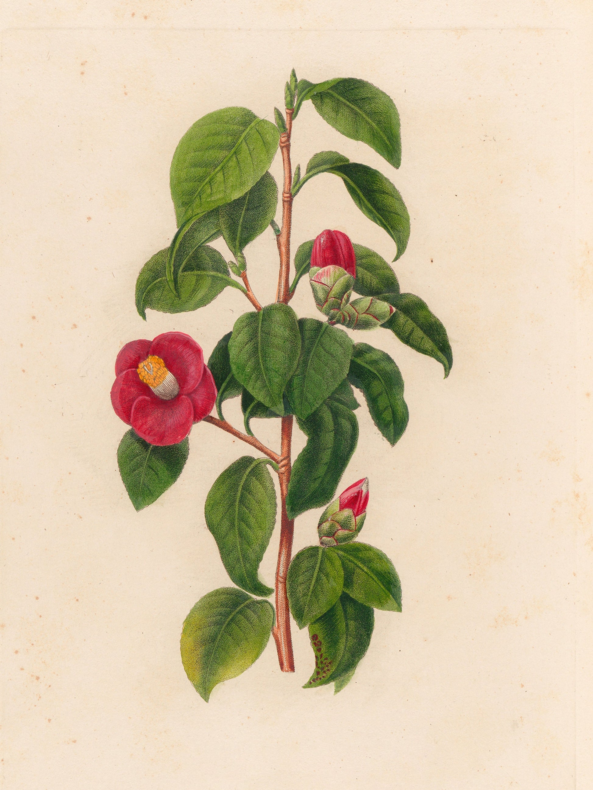 Treasures of the Orchard - Vintage Frame
