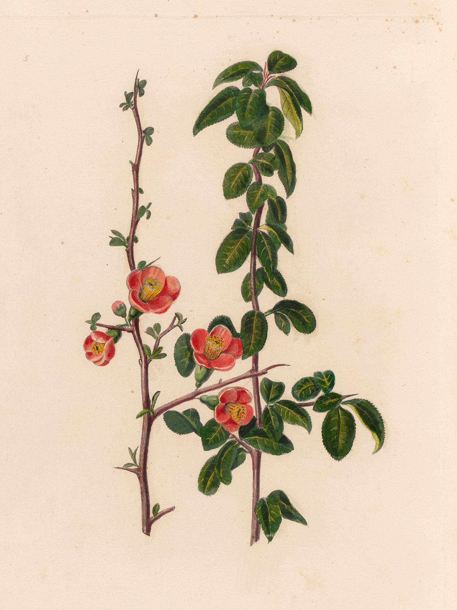 Treasures of the Orchard - Vintage Frame