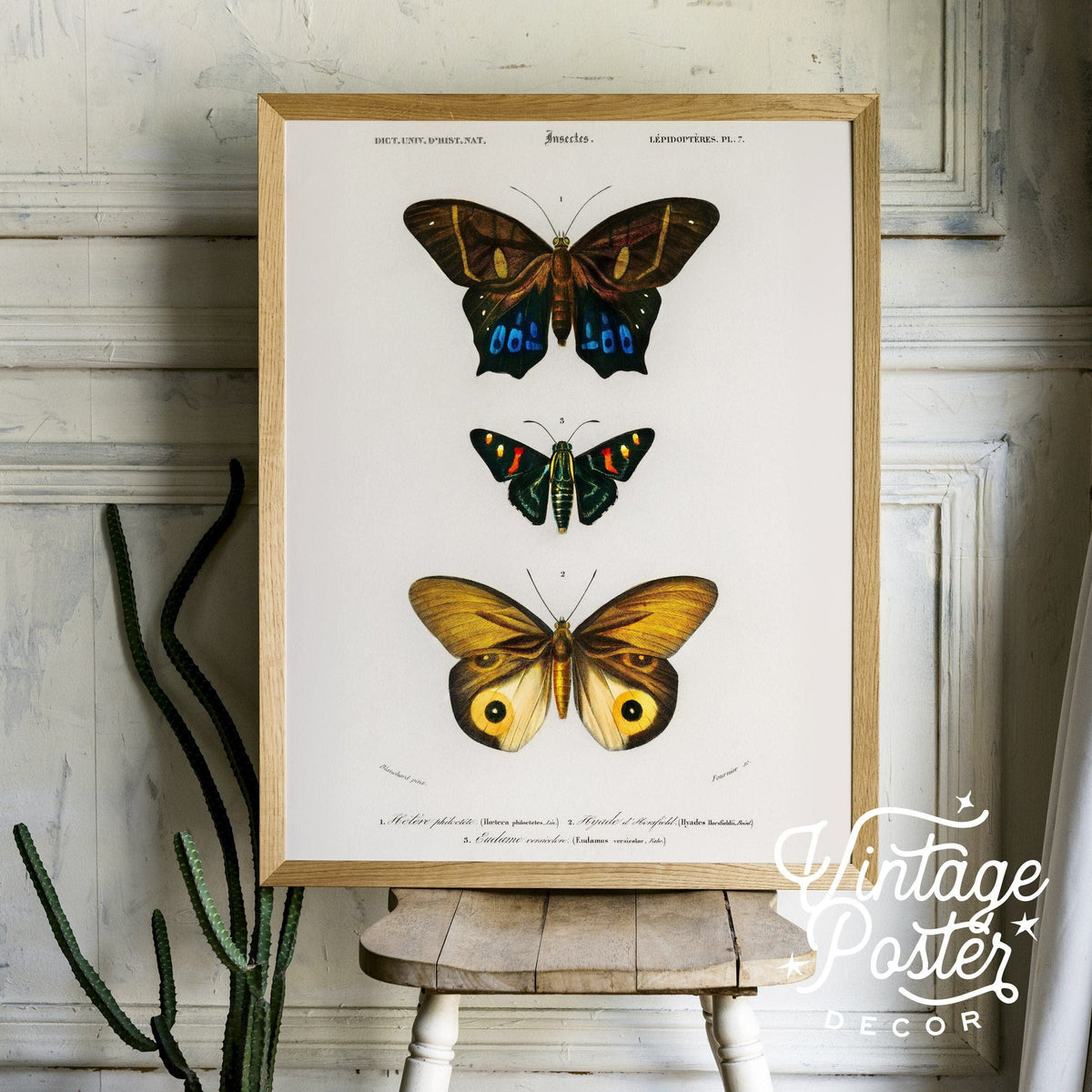 Charles Dessalines Butterfly Art Print – Vintage Natural History Poster