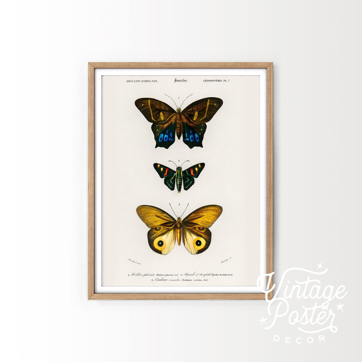 Charles Dessalines Butterfly Art Print – Vintage Natural History Poster