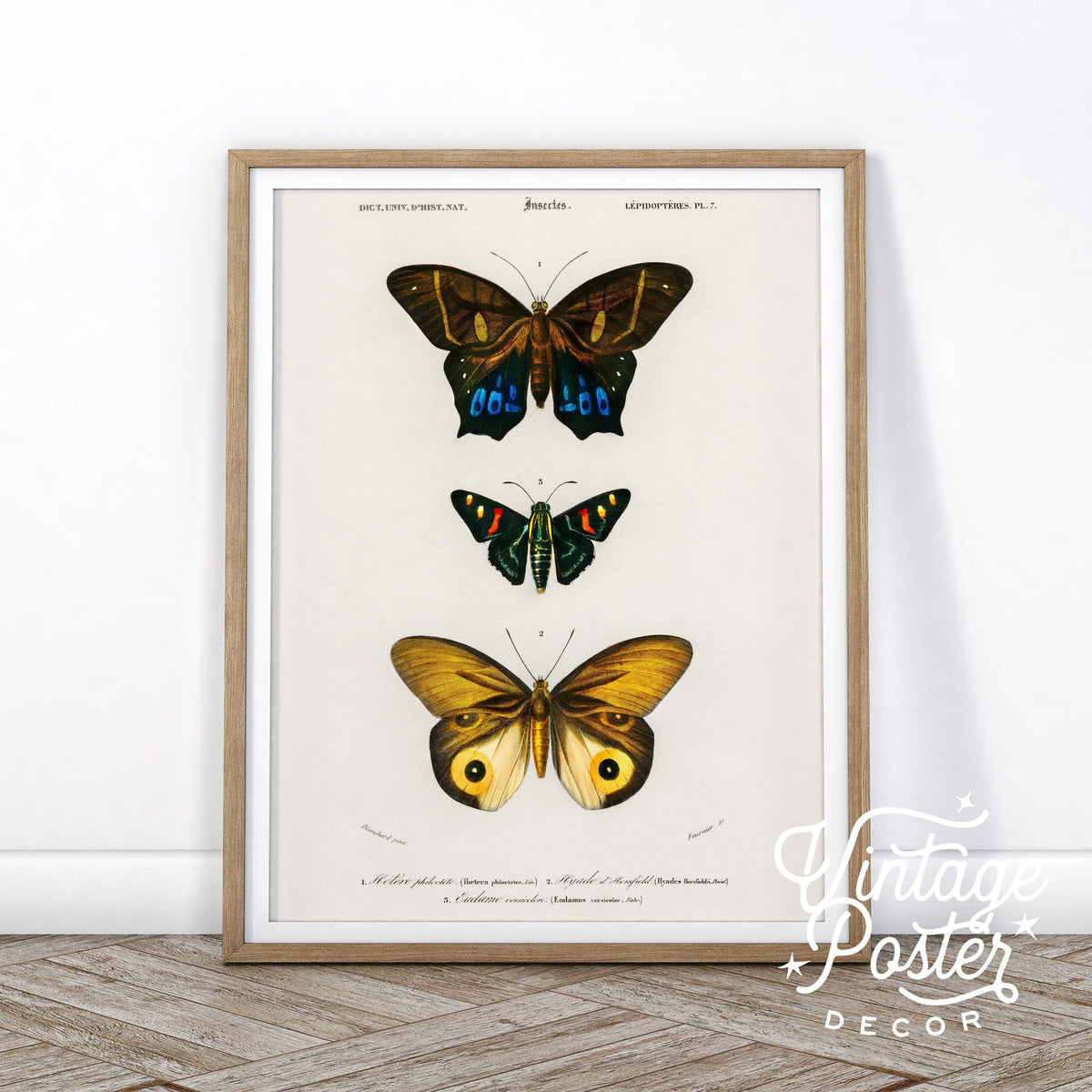 Charles Dessalines Butterfly Art Print – Vintage Natural History Poster