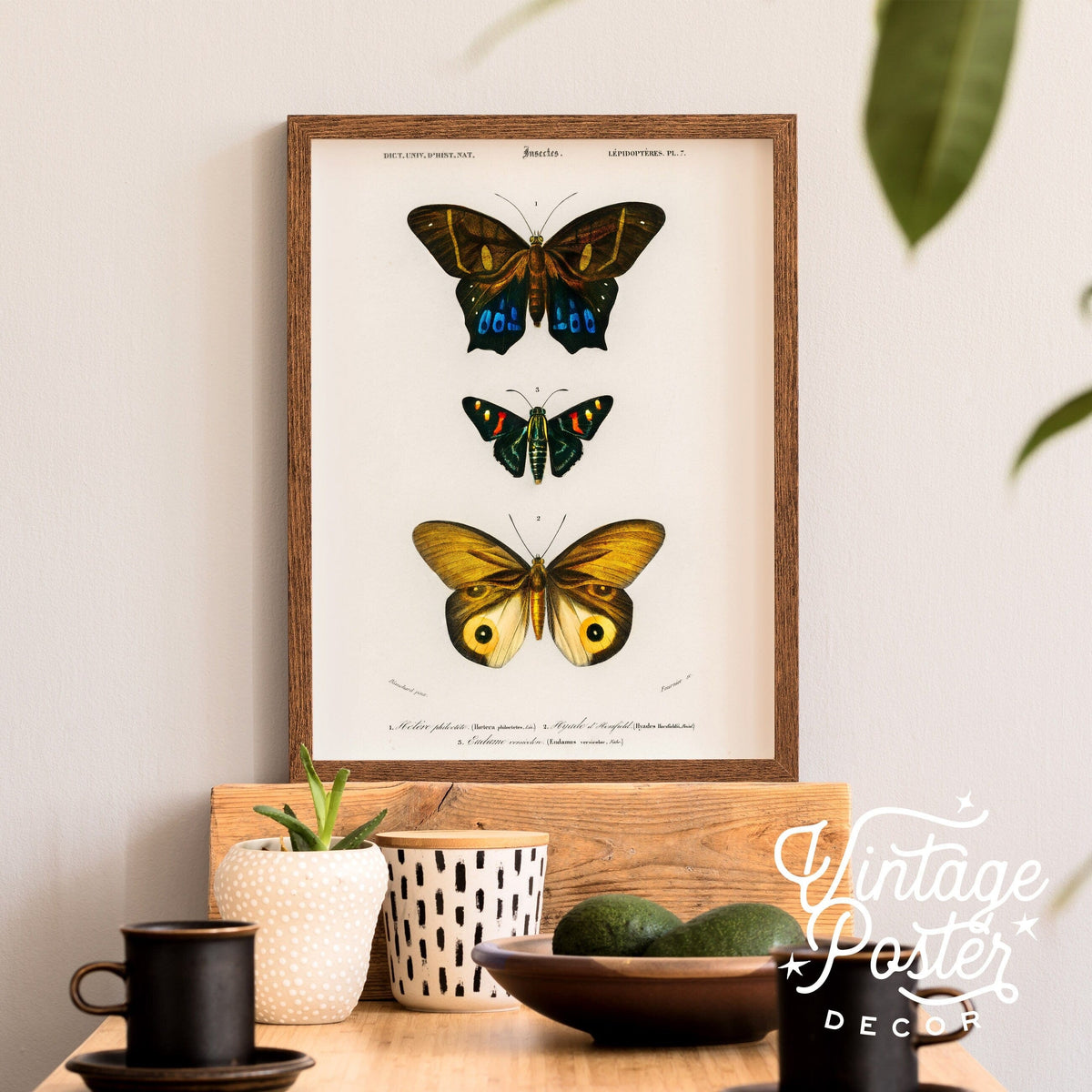 Charles Dessalines Butterfly Art Print – Vintage Natural History Poster