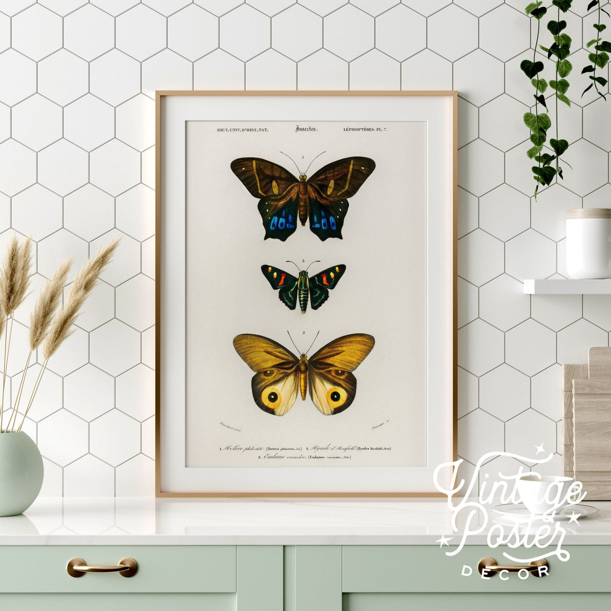 Charles Dessalines Butterfly Art Print – Vintage Natural History Poster