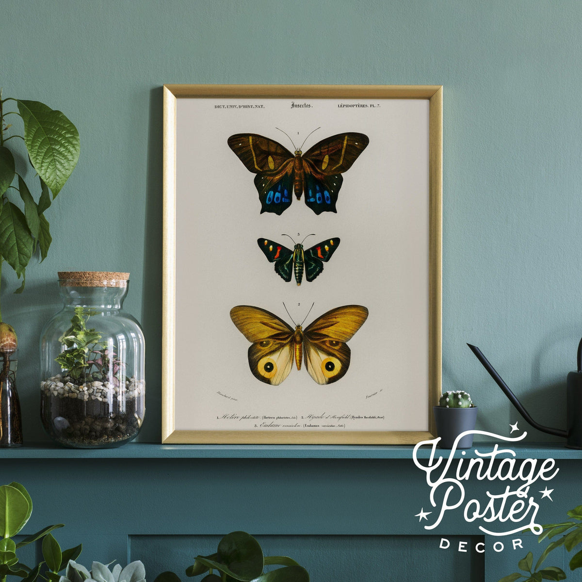 Charles Dessalines Butterfly Art Print – Vintage Natural History Poster