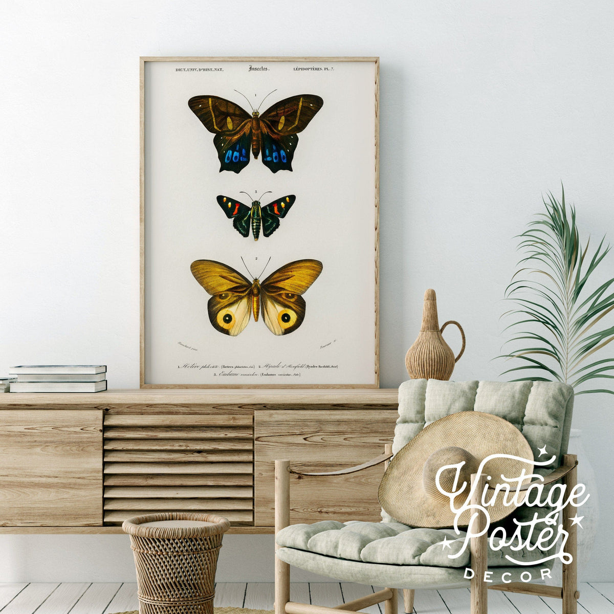 Charles Dessalines Butterfly Art Print – Vintage Natural History Poster