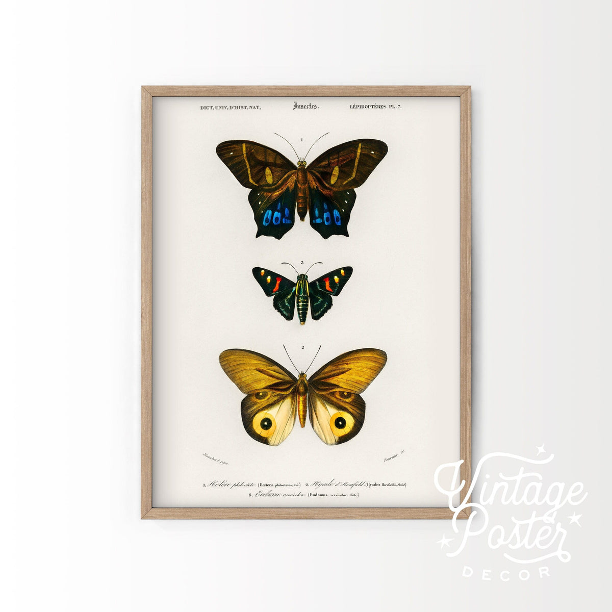 Charles Dessalines Butterfly Art Print – Vintage Natural History Poster