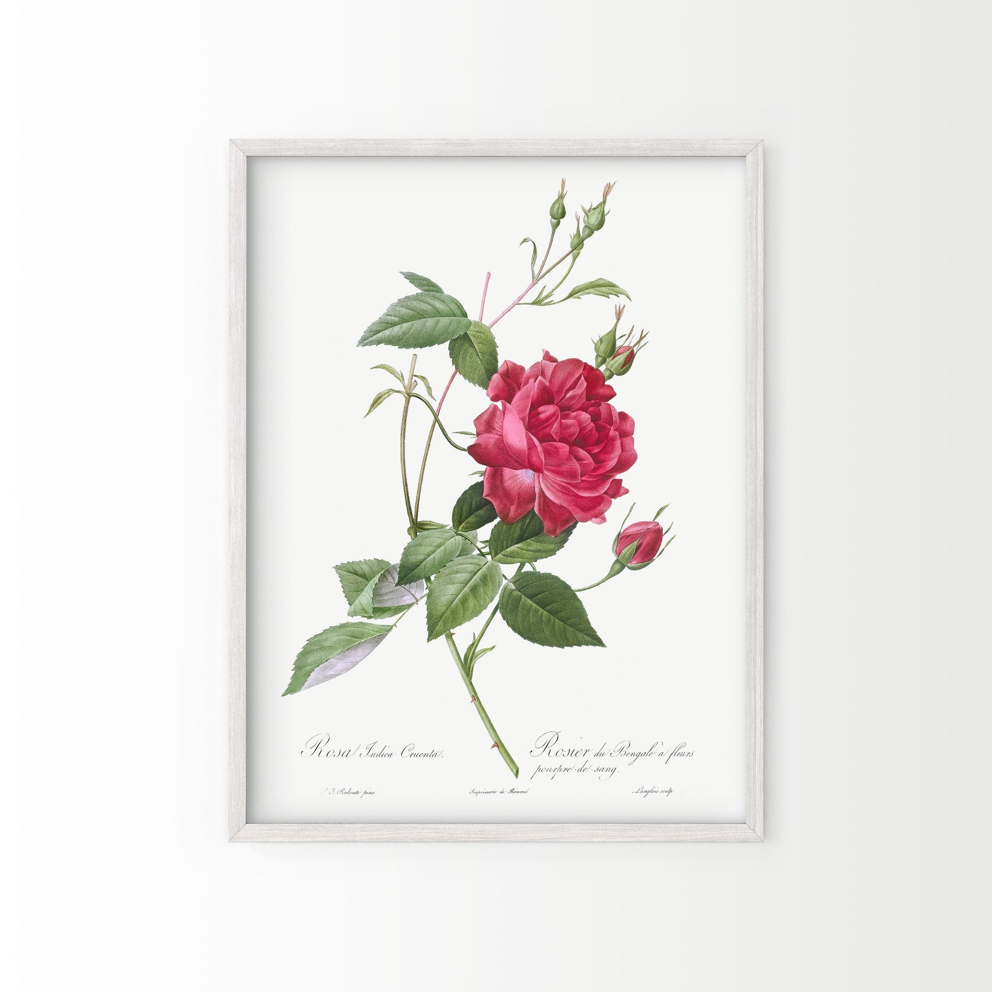 Pierre-Joseph Redouté Rosa Indica Cruenta Print – Botanical Wall Art