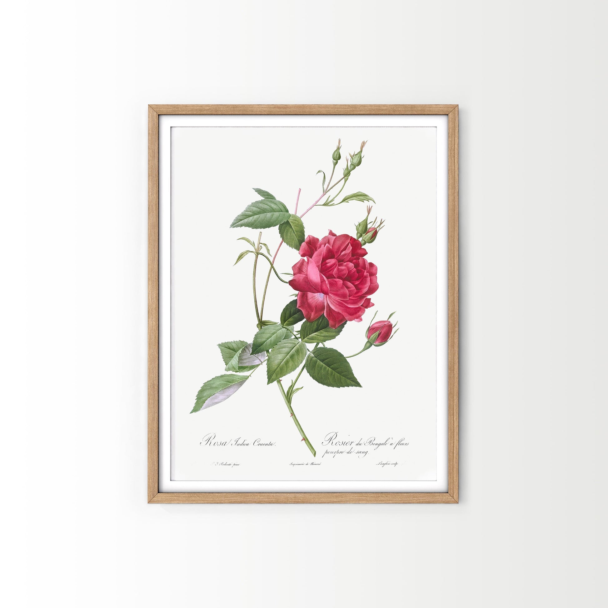 Pierre-Joseph Redouté Rosa Indica Cruenta Print – Botanical Wall Art