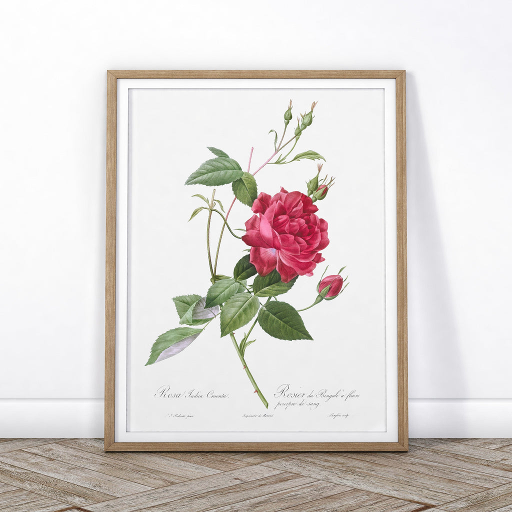 Pierre-Joseph Redouté Rosa Indica Cruenta Print – Botanical Wall Art