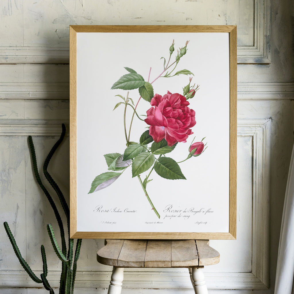 Pierre-Joseph Redouté Rosa Indica Cruenta Print – Botanical Wall Art