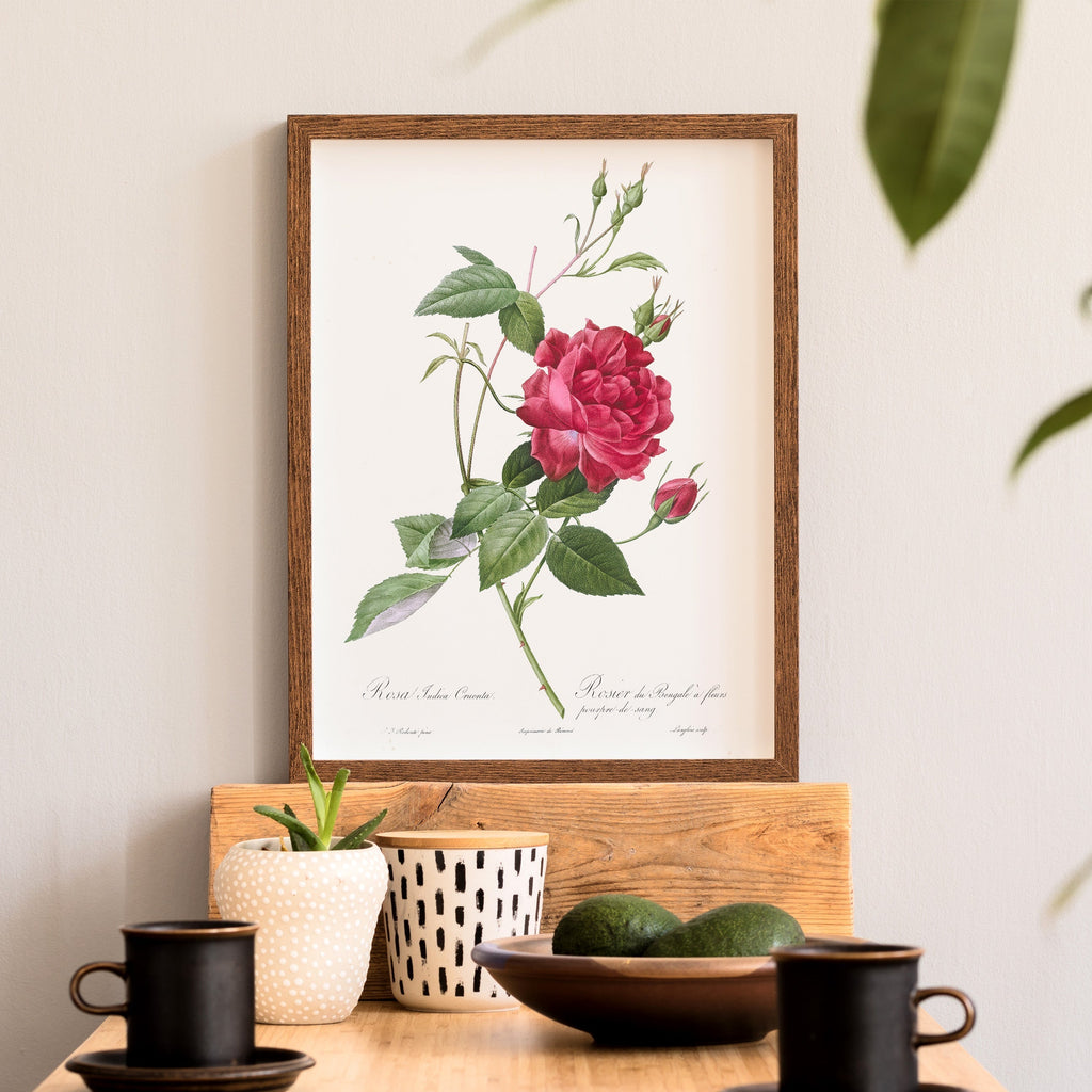 Pierre-Joseph Redouté Rosa Indica Cruenta Print – Botanical Wall Art