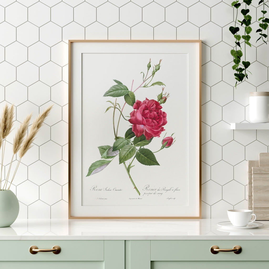 Pierre-Joseph Redouté Rosa Indica Cruenta Print – Botanical Wall Art
