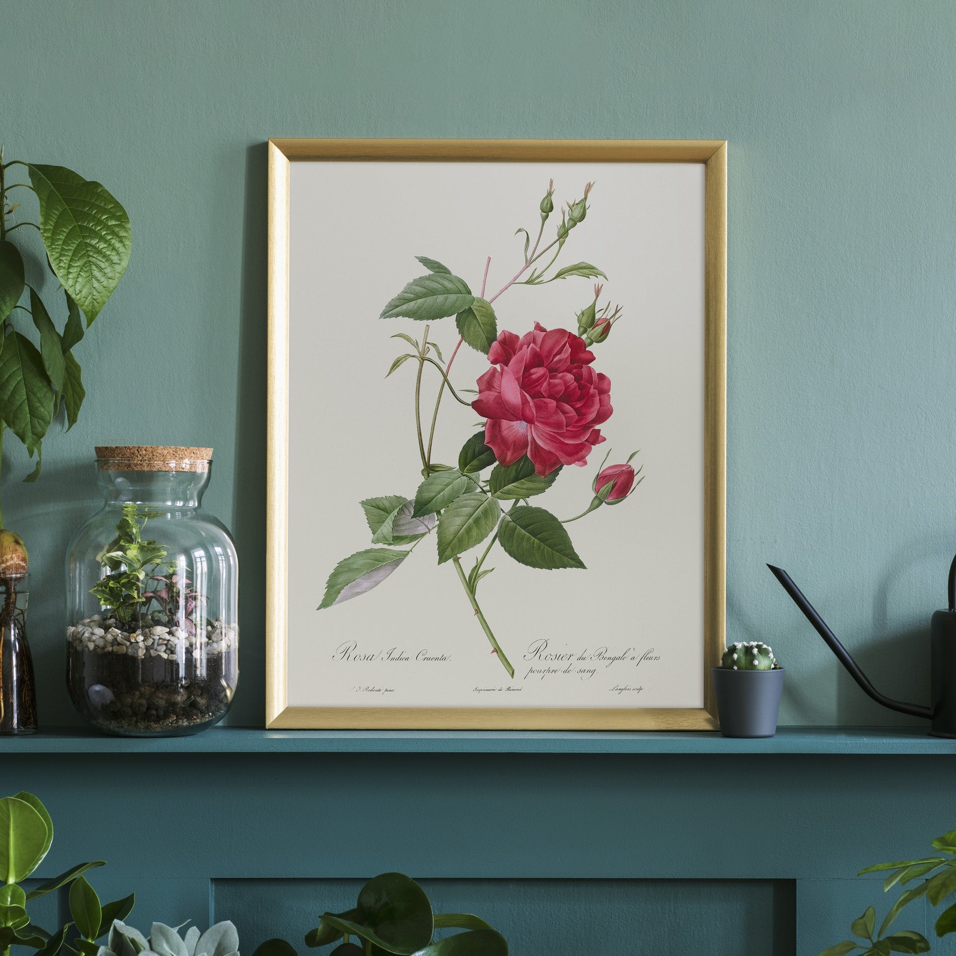 Pierre-Joseph Redouté Rosa Indica Cruenta Print – Botanical Wall Art
