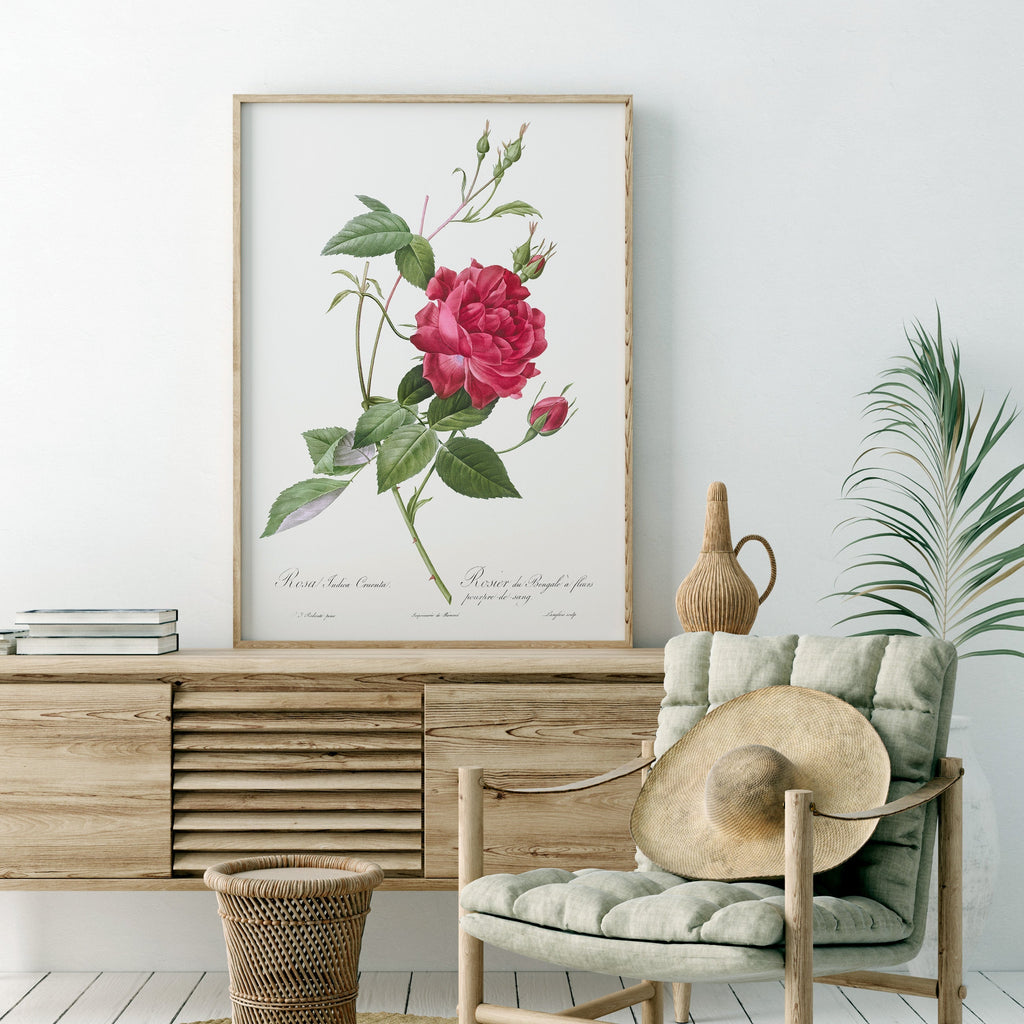 Pierre-Joseph Redouté Rosa Indica Cruenta Print – Botanical Wall Art