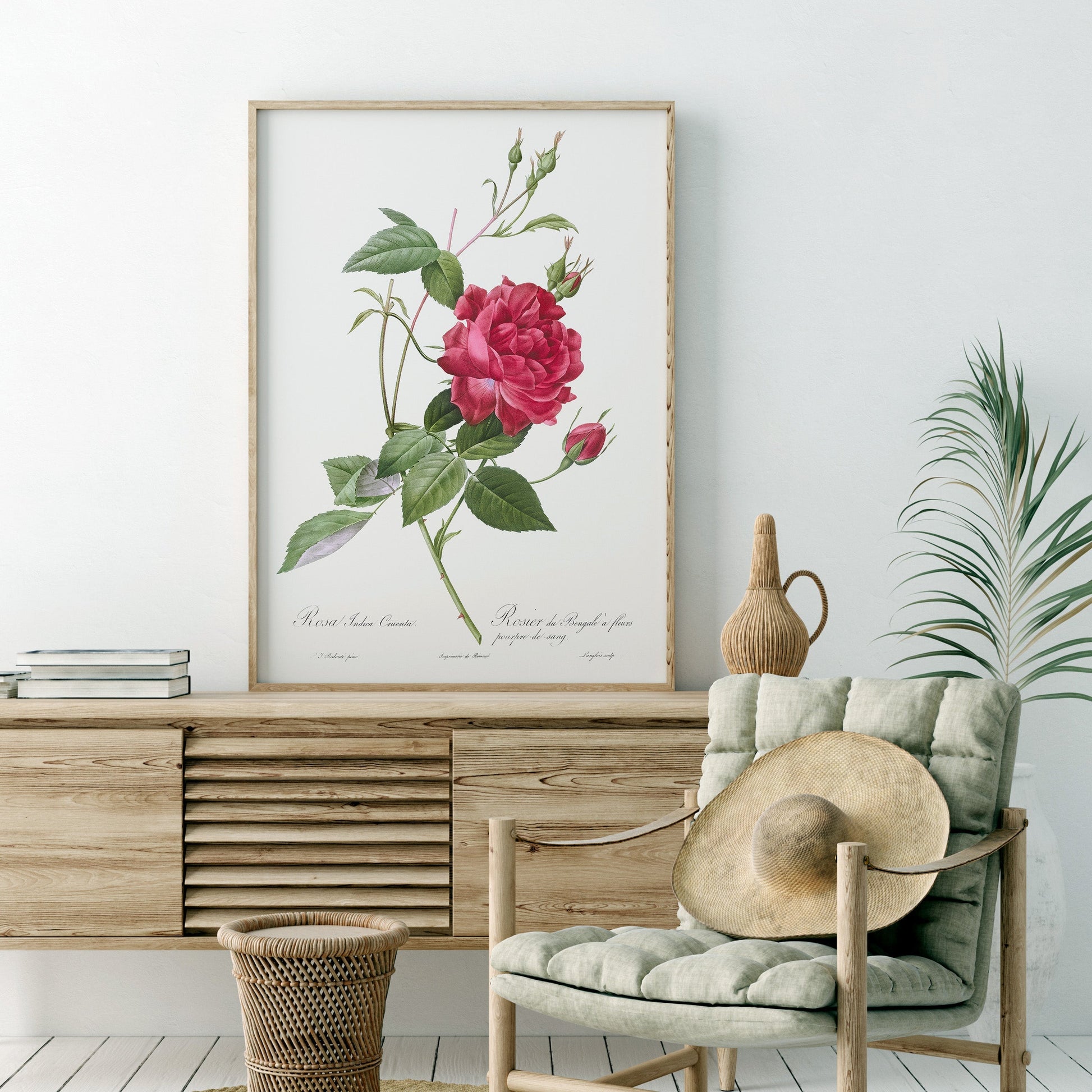 Pierre-Joseph Redouté Rosa Indica Cruenta Print – Botanical Wall Art