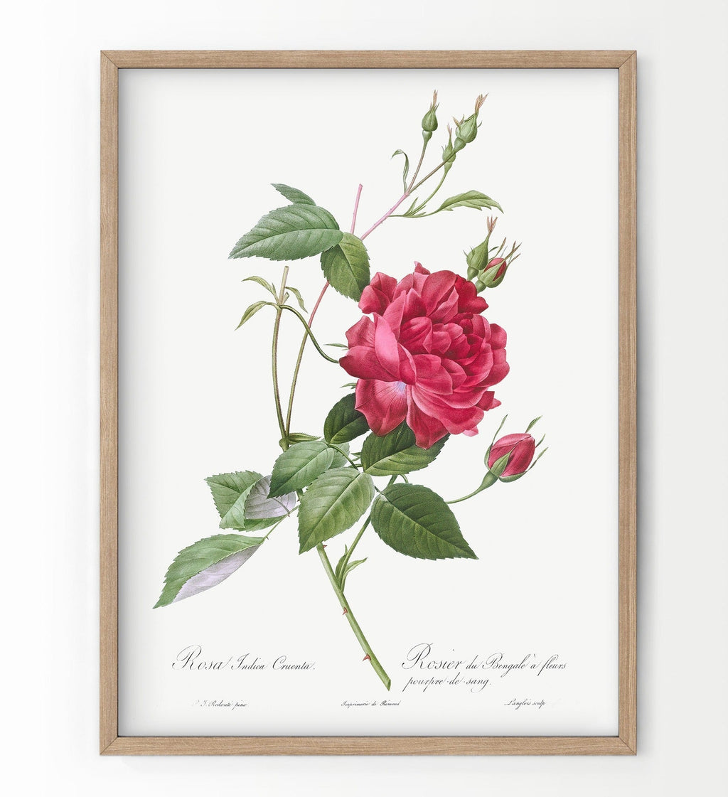 Pierre-Joseph Redouté Rosa Indica Cruenta Print – Botanical Wall Art