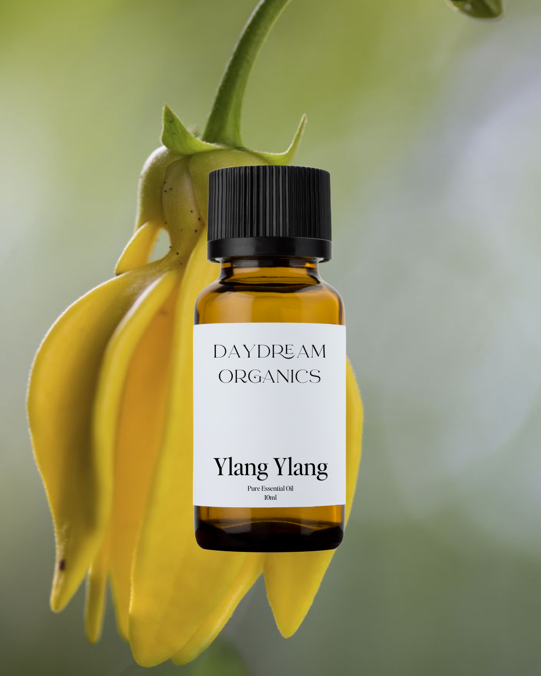 Ylang Ylang Essential Oil