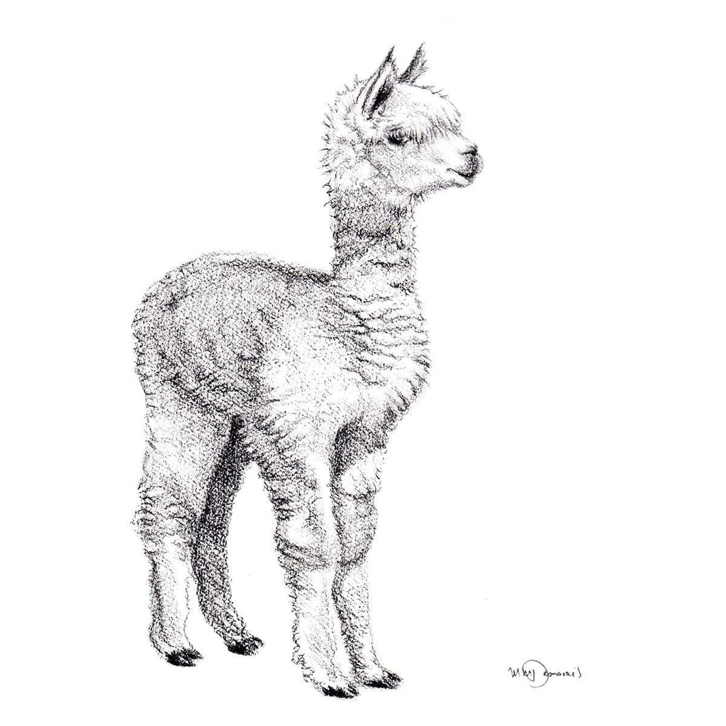 Adorable  alpaca - art print