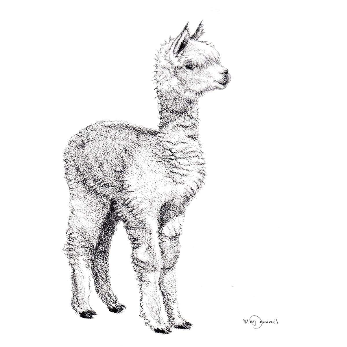 Adorable  alpaca - art print