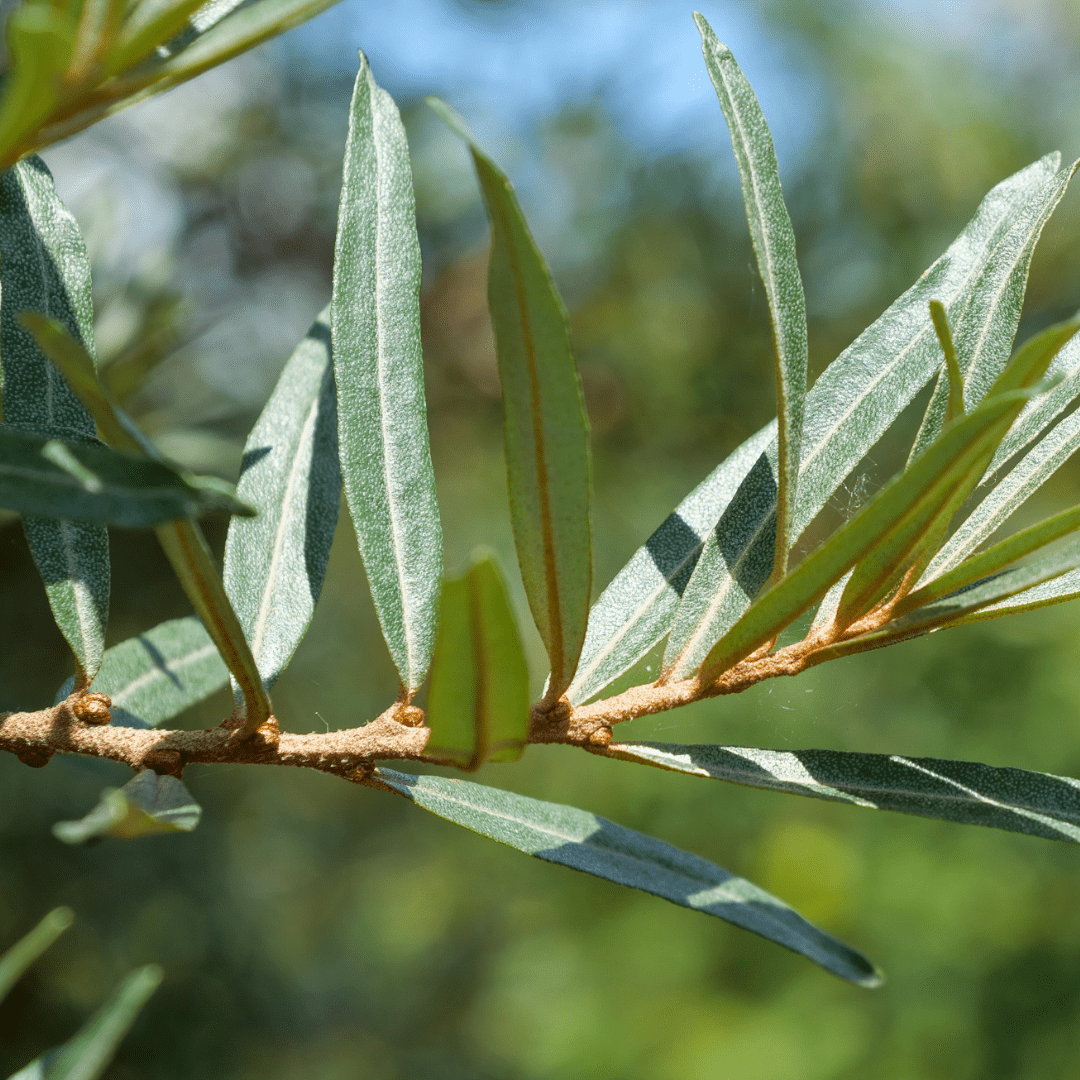 Sea Buckthorn Leaf
